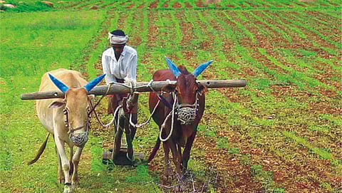 ಅನ್ನದಾತನ ಹೊಲದಲ್ಲಿ ಅರುಣಾಮೃತ!