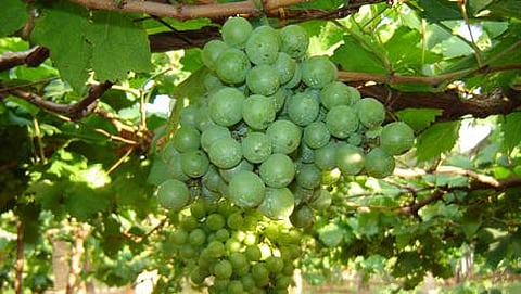 ಸಾಲ ಮನ್ನಾಕ್ಕೆ ದ್ರಾಕ್ಷಿ ರೈತರ ಮೊರೆ