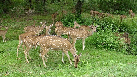ಅರಣ್ಯ ಇಲಾಖೆ (ಸಾಂದರ್ಭಿಕ ಚಿತ್ರ)