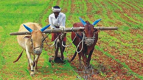 ಕೃಷಿ