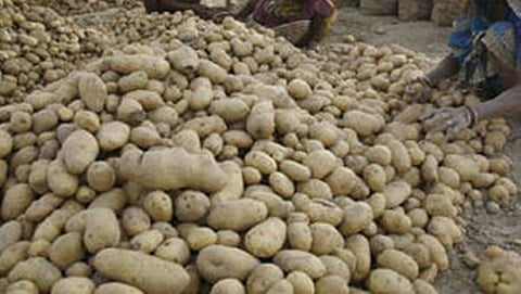 ಆಲುಗಡ್ಡೆ