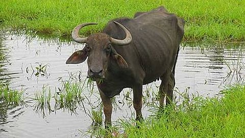ಎಮ್ಮೆ