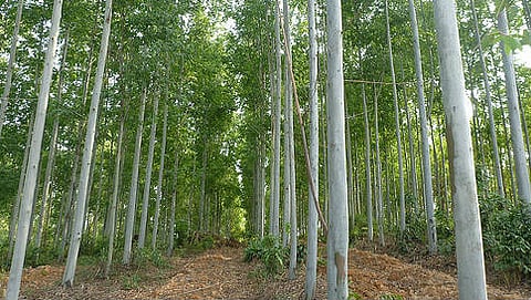 ನೀಲಗಿರಿ