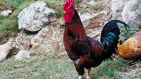 ಸಾಂದರ್ಭಿಕ ಚಿತ್ರ
