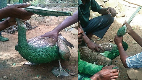 ಹಸಿರು ಬಣ್ಣ  (ಪೇಂಟ್) ಬಳಿದಿರುವ ನೀರುಹಕ್ಕಿ (ಫೋಟೋ ಕೃಪೆ : ಪ್ರಶಾಂತ್ ಕುಮಾರ್ ಅವರ ಫೇಸ್‌ಬುಕ್‌ನಿಂದ)