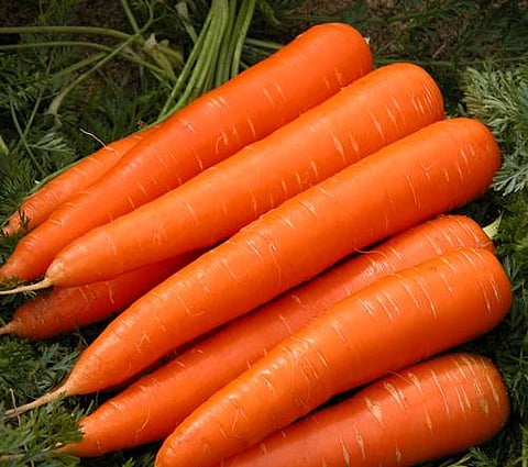 ಕ್ಯಾರಟ್