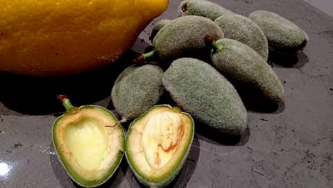 ರೋಗನಿರೋಧಕ ಶಕ್ತಿಗೆ ದಿವ್ಯೌಷಧ ಹಸಿರು ಬಾದಾಮಿ