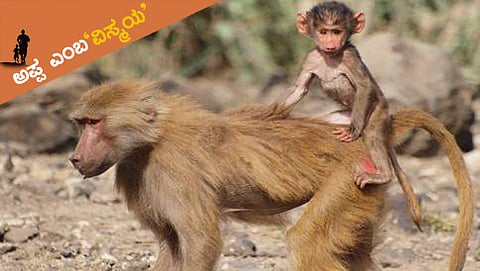 ತಂದೆ ಸ್ಥಾನ: ಮನುಷ್ಯರನ್ನೇ ಮೀರಿಸುವ ಪ್ರಾಣಿಗಳು