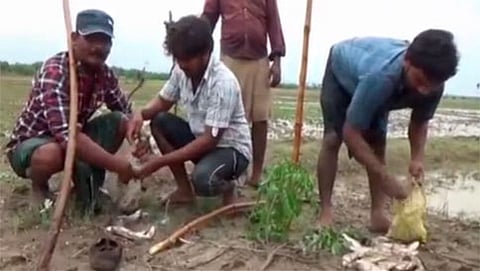 ಮೀನು ಮಳೆ
