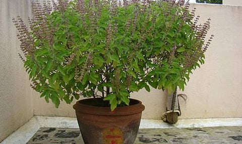 ತುಳಸಿ ಗಿಡ