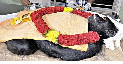 ಮೃತ ಚಿಂಪಾಂಜಿ ಮಿರೆಲ್ಲಾ