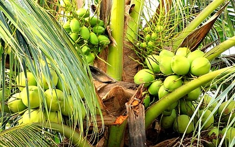 ತೆಂಗಿನಮರ