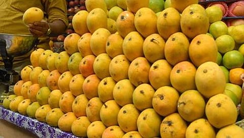 ಮಾವು ಹಣ್ಣಾಗಿಸಲು ಈಗ ಎಥಿಲಿನ್ ಬಳಕೆ (ಸಾಂದರ್ಭಿಕ ಚಿತ್ರ)
