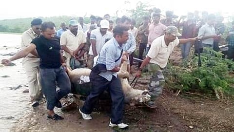 ಪ್ರವಾಹಕ್ಕೆ ಬಲಿಯಾದ ಸಿಂಹದ ಕಳೆಬರಹ