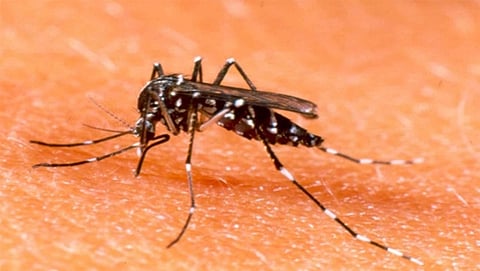 ಸೊಳ್ಳೆಯಿಂದ ಹರಡುವ ಡೆಂಗ್ಯು, ಚಿಕೂನ್ ಗುನ್ಯಾ