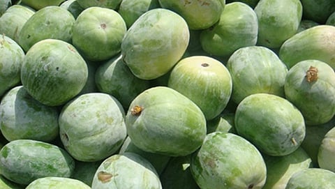 ಬೂದುಗುಂಬಳ ಕಾಯಿ