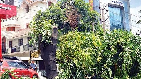 ರಾತ್ರೋರಾತ್ರಿ ಕತ್ತರಿಸಲಾಗಿರುವ ಮರಗಳು