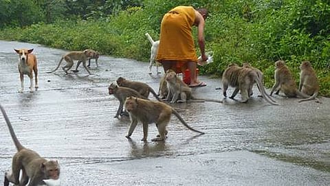 ಮಂಗಕ್ಕೆ ಆಹಾರ ನೀಡಿದರೆ ಇನ್ನುಮುಂದೆ 3 ವರ್ಷ ಜೈಲು (ಸಾಂದರ್ಭಿಕ ಚಿತ್ರ)