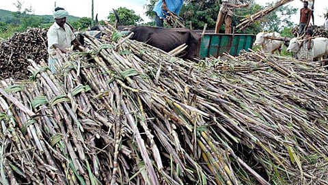 ಕಬ್ಬು ಬೆಳೆಗಾರ