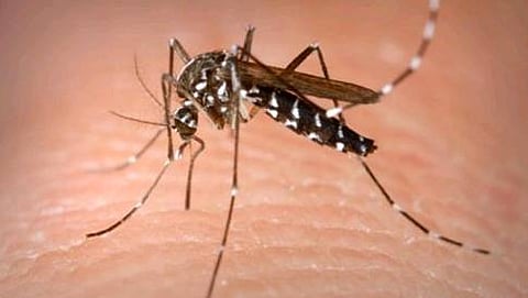 ಸೊಳ್ಳೆ