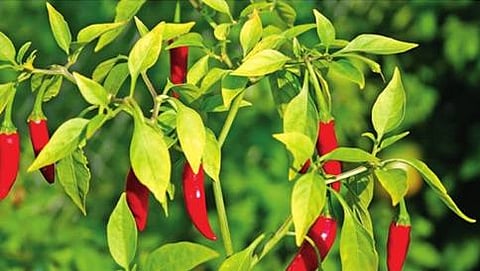 ಸಾಂದರ್ಭಿಕ ಚಿತ್ರ