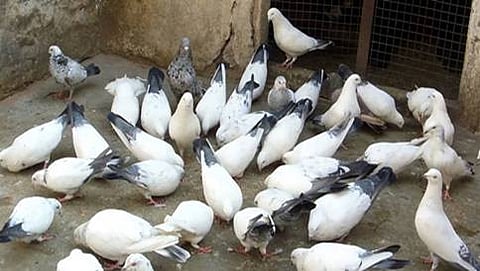ಸಂಗ್ರಹ ಚಿತ್ರ