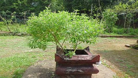 ತುಳಸಿ ಕಟ್ಟೆ