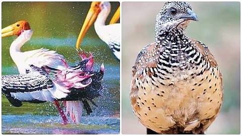 ತುಂಗಭದ್ರಾ ನದಿ ದಂಡೆಯಲ್ಲಿ ನಡೆದಾಡುವ ಪೈಂಟೆಡ್ ಸ್ಟೋರ್ಕ್ಸ್ ಮತ್ತು ಸ್ಪರ್ ಫೌಲ್ ಪಕ್ಷಿಗಳು