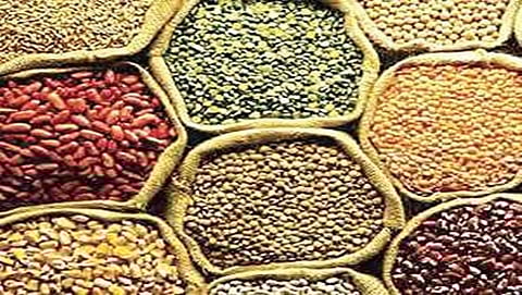 ದ್ವಿದಳ ಧಾನ್ಯ (ಸಂಗ್ರಹ ಚಿತ್ರ)