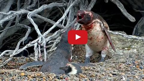 ಪೆಂಗ್ವಿನ್ಸ್ ಜಗಳ