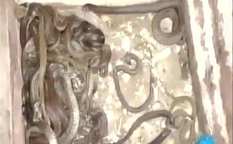 ಮನೆಯಲ್ಲಿ ಸಂಗ್ರಹಿಸಲಾಗಿದ್ದ ಹಾವುಗಳು