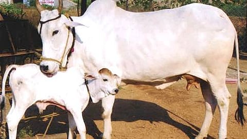 (ಸಾಂದರ್ಭಿಕ  ಚಿತ್ರ)