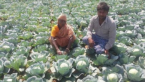 ರೈತ ತಿಮ್ಮಾರೆಡ್ಡಿ