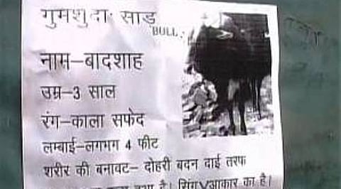 ಕಾಣೆಯಾದ ಹೋರಿಯ ಬಗ್ಗೆ ಪ್ರಕಟಣೆ