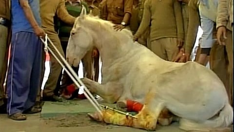 ಬಿಜೆಪಿ ಶಾಸಕನಿಂದ ಹಲ್ಲೆಗೊಳಗಾಗಿ ಪ್ರಾಣ ತ್ಯಜಿಸಿದ್ದ ಪೊಲೀಸ್ ಕುದುರೆ ಶಕ್ತಿಮಾನ್