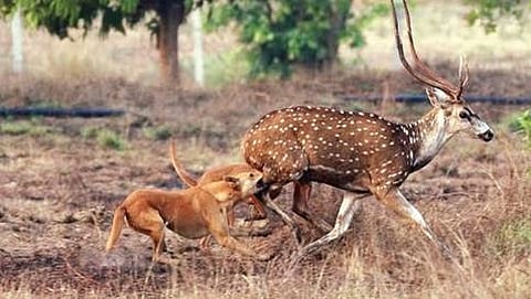 ದಾಂಡೇಲಿಯ ಹಳಿಯಾಳದಲ್ಲಿ ಜಿಂಕೆ ಮೇಲೆ ದಾಳಿ ನಡೆಸುತ್ತಿರುವ ನಾಯಿಗಳು