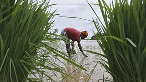ಭತ್ತದ ಬೆಂಬಲ ಬೆಲೆ ಏರಿಕೆ