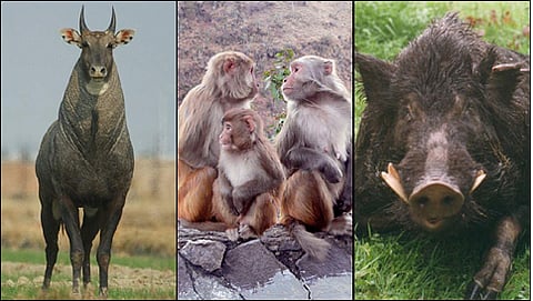 ನೀಲ್ಗೈ, ಕೋತಿ ಮತ್ತು ಕಾಡುಹಂದಿ (ಸಂಗ್ರಹ ಚಿತ್ರ)