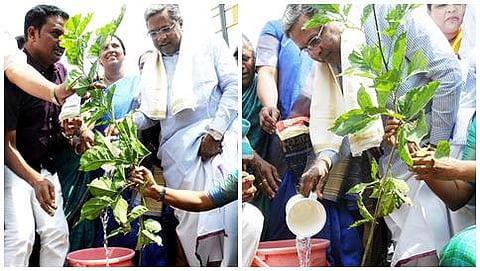 ಗಿಡಕ್ಕೆ ನೀರೆರೆಯುವ ಮೂಲಕ ಮುಖ್ಯಮಂತ್ರಿ ಸಿದ್ದರಾಮಯ್ಯ ಪರಿಸರ ದಿನ ಕಾರ್ಯಕ್ರಮಕ್ಕೆ ಚಾಲನೆ ನೀಡಿದರು.