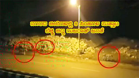 ಜುನಾಗಡ್ ನಲ್ಲಿ ಸಿಂಹಗಳ ಸುತ್ತಾಟ (ವಾಟ್ಸಪ್ ಚಿತ್ರ)
