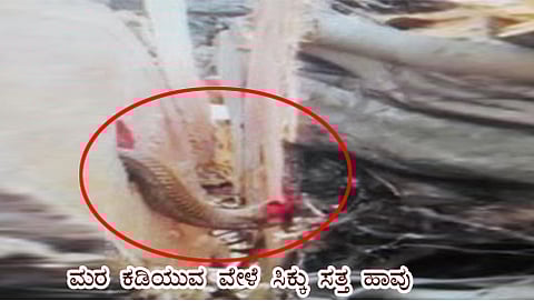 ಮರ ಕಡಿಯುವ ವೇಳೆ ಸಿಕ್ಕು ಸತ್ತ ಹಾವು (ಸಂಗ್ರಹ ಚಿತ್ರ)