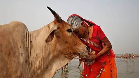 cow