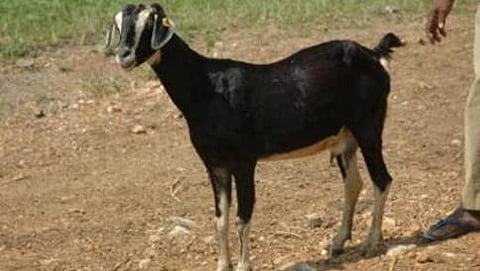 ಸಾಂದರ್ಭಿಕ ಚಿತ್ರ