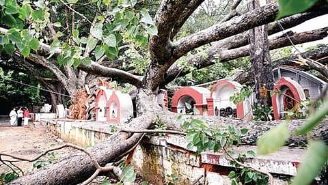 ಉರುಳಿ ಬಿದ್ದಿರುವ ಮರ
