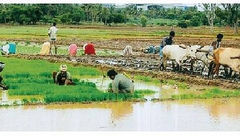 ಕೆಆರ್ ಎಸ್ ಮತ್ತು ಕಬಿನಿಯಿಂದ ನೀರು ಬಿಡುಗಡೆ ಮಾಡುತ್ತಿದ್ದಂತೆ ನಂಜನಗೂಡಿನ ರೈತರು ಭತ್ತದ ನಾಟಿ ಮಾಡುವಲ್ಲಿ ನಿರತರಾಗಿರುವುದು.