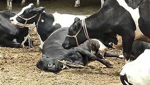 ಸಾಂದರ್ಭಿಕ ಚಿತ್ರ