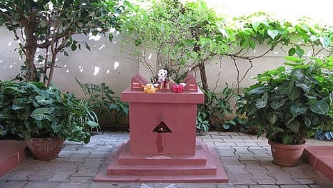 ತುಳಸಿ ಗಿಡ(ಸಂಗ್ರಹ ಚಿತ್ರ)