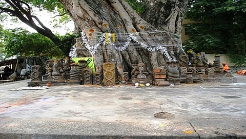 ಅಶ್ವತ್ಥ ವೃಕ್ಷ