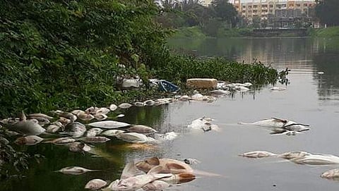 ಅರಲೂರು ಕೆರೆಯಲ್ಲಿ ಮೃತ ಮೀನುಗಳು ತೇಲುತ್ತಿರುವುದು.