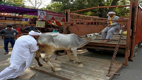 ಗೋವು ಕಳ್ಳಸಾಗಣೆ